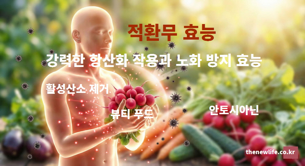 적환무의 붉은 껍질 속 안토시아닌 성분이 활성산소를 제거하여 노화를 방지하고 피부 탄력을 지키는 강력한 항산화 작용을 시각화한 이미지