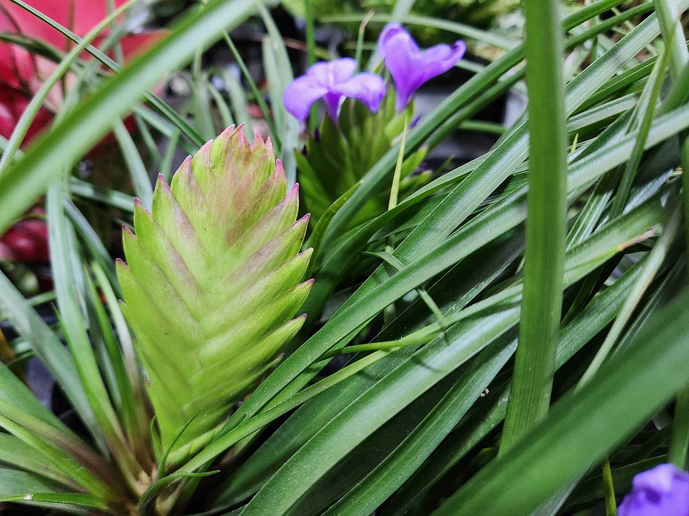 틸란드시아 사이아네아 Tillandsia Cyanea