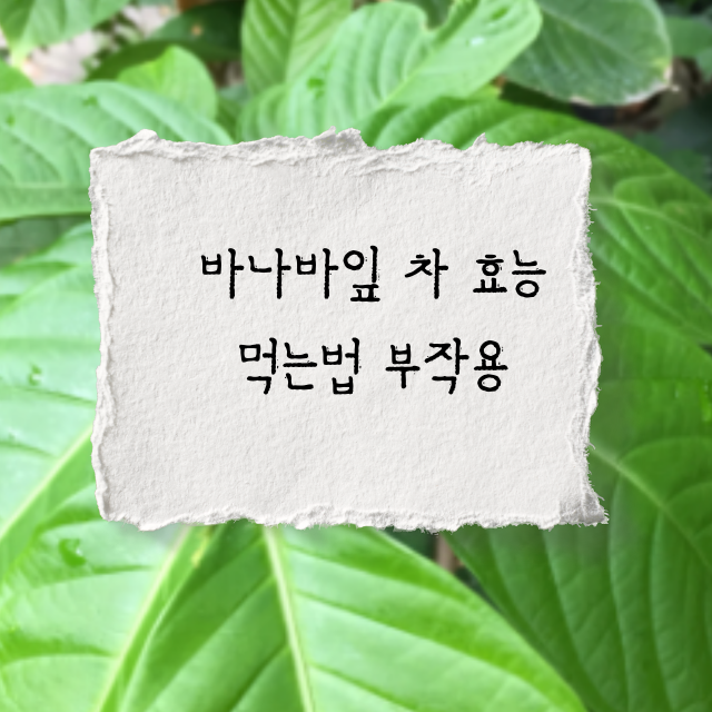 바나바잎차
