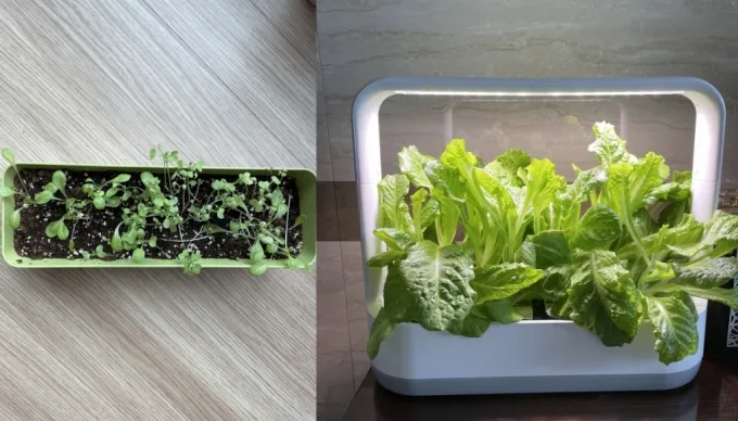 청상추 재배 모종 선택 잎 수확 습도 관리_7