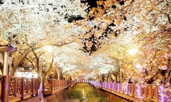 진해군항제 축제