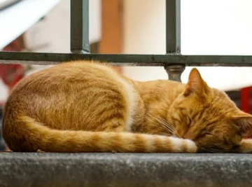 고양이 꿈 해몽 길몽 흉몽 재물운 총정리