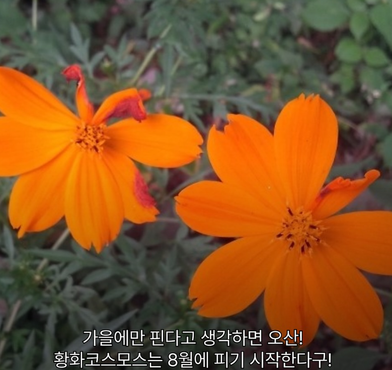 웨이뷰 코스모스 축제