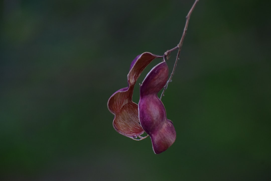 Astragalus