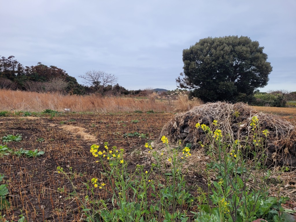 제주 초봄 유채꽃과 들판 풍경