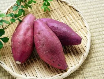 고구마 심는시기 키우는 법_11