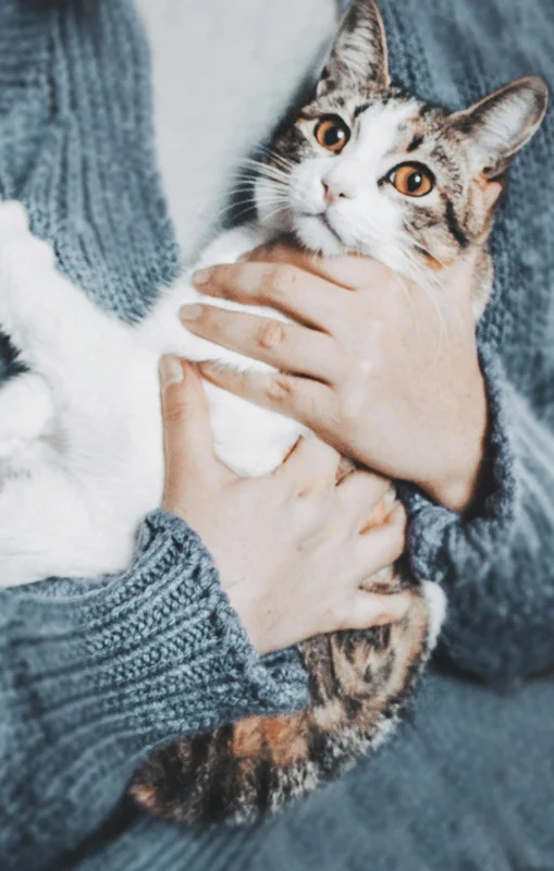 고양이 저체온증