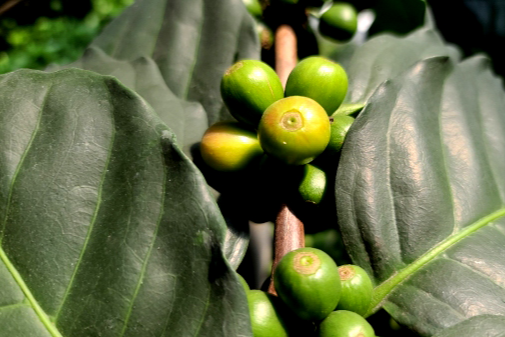 특색있고 아름다운 민간 정원 30선 추천 여행 - 25. 통영 동백커피식물원