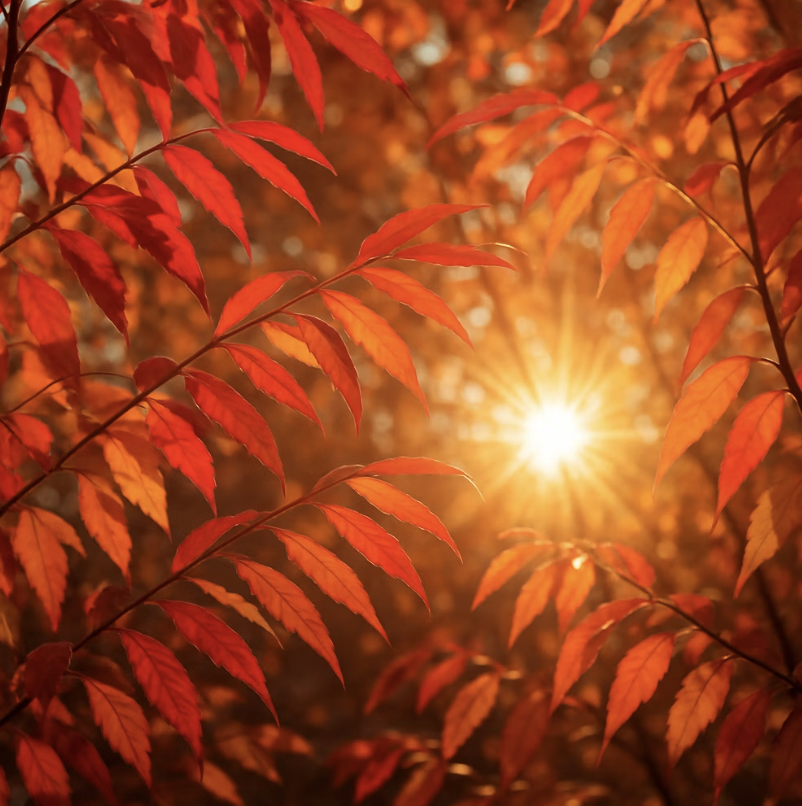 비결 1. 햇볕&amp;#44; 최고의 발색제