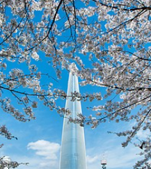 벚꽃 개화시기 2025