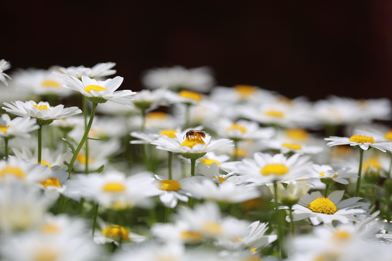 정읍 구절초꽃축제