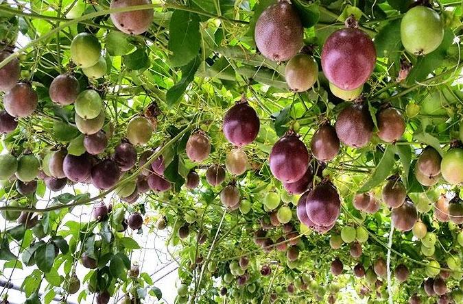 생방송오늘저녁 전남 고흥 부부의 파란만장 달콤한 인생 백향과 전국 택배 온라인 전화 주문 추천