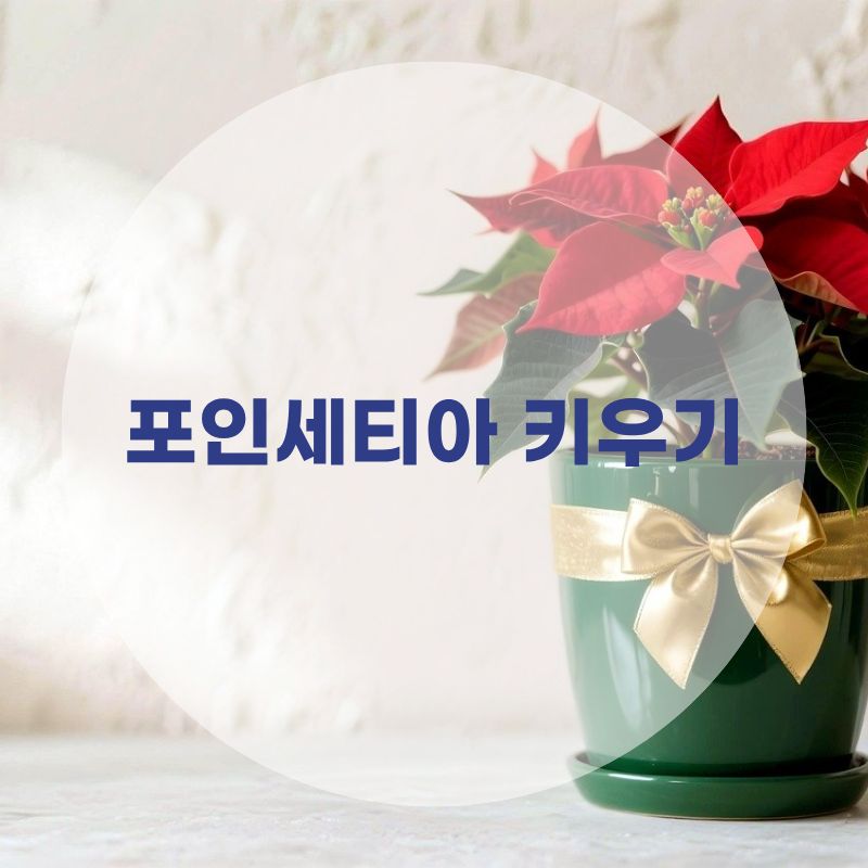 포인세티아 키우기