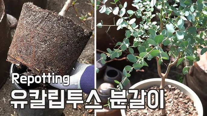 유칼립투스 물주기 향기유지 가지치기 환기관리 실내에서 키우는 요령_5