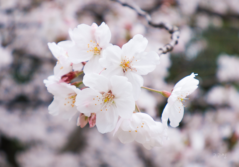 벚꽃 가지를 클로즈업한 화사한 봄꽃 모습.