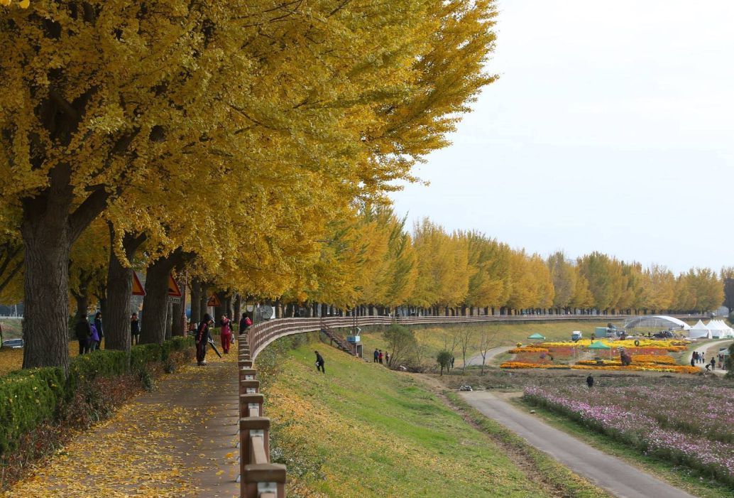 아산 곡교천 은행나무길 (백암리)
