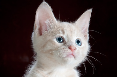 24시-동물병원-찾기