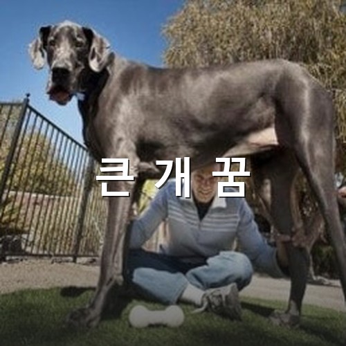 기럭지가-엄청-긴-개-다리사이로-주인이-살펴보고있는-모습