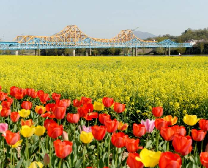 창녕 낙동강 유채축제