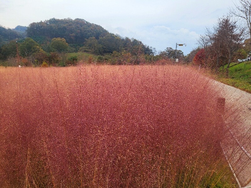함안 악양생태공원 핑크뮬리