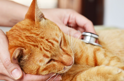 청진기를 대고 있는 고양이.