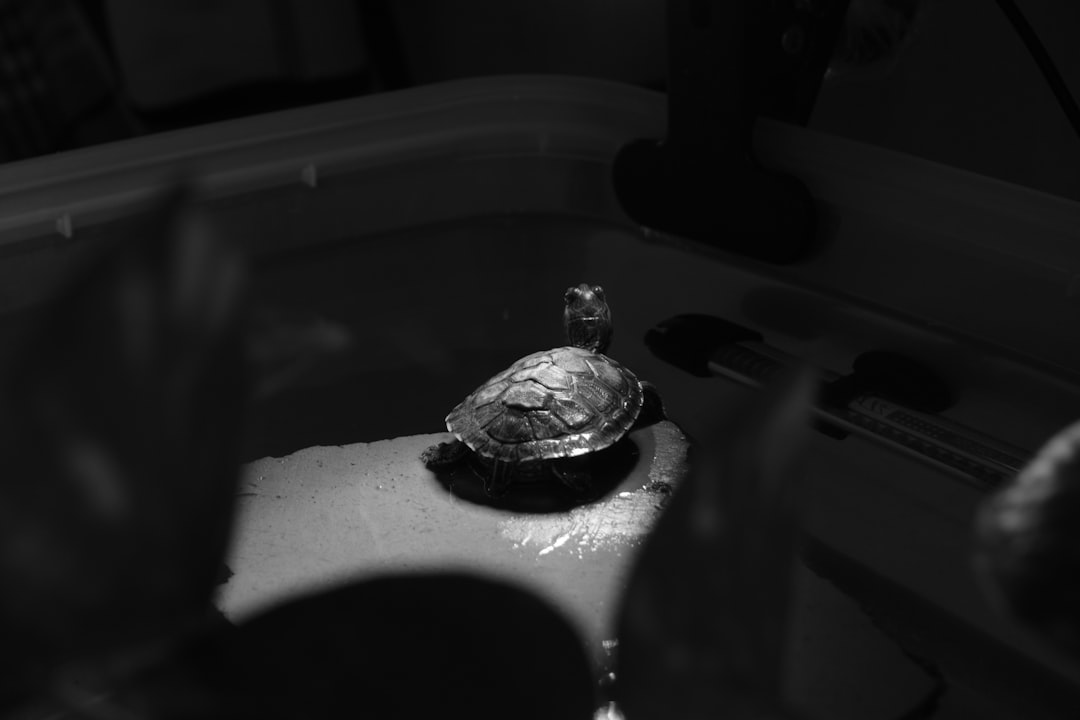Extraction