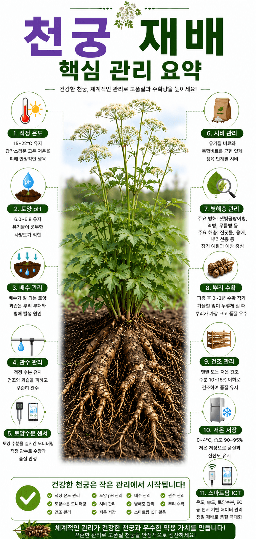 천국 재배 핵심 관리 인포그래픽