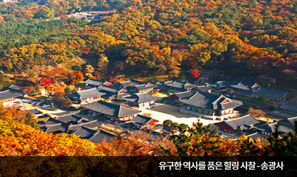 순천만습지 갈대밭