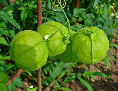 가을에 피는 꽃 풍선덩굴