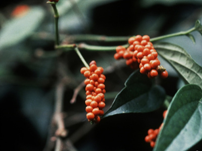 익은 후추 열매 사진