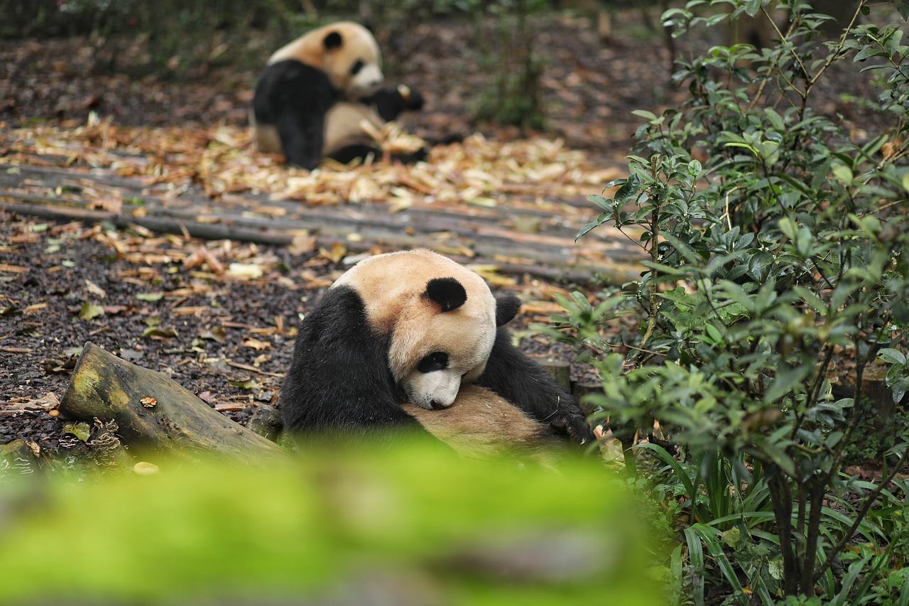 푸바오 동생 이름, 투표결과 바로보기