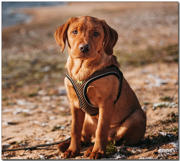 갈색 래브라도 리트리버