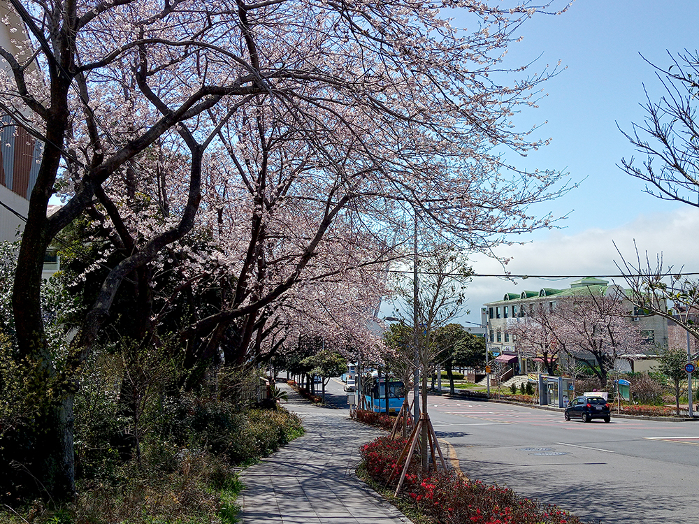 올레7-1코스 신서귀로