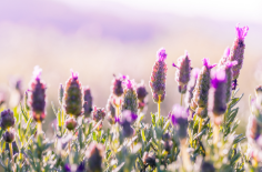 포천 허브아일랜드 라데봄축제