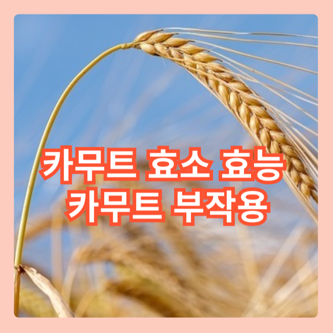 카무트 효소 효능 및 카무트 부작용