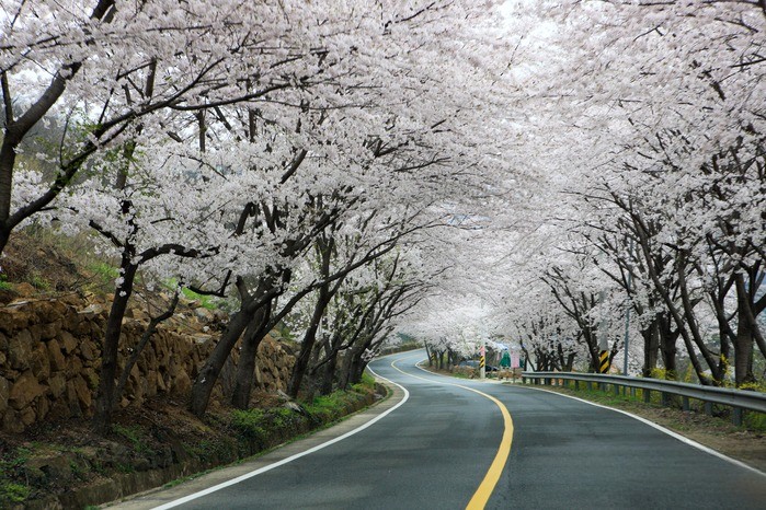 십리벚꽃길