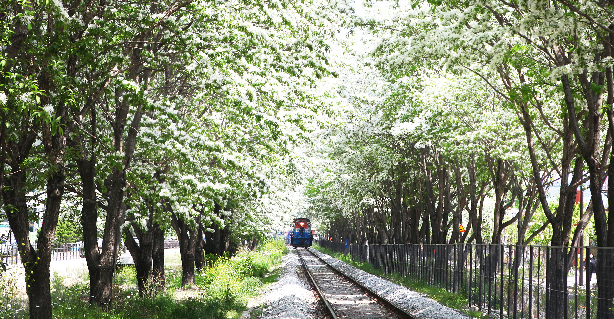 전주이팝나무축제