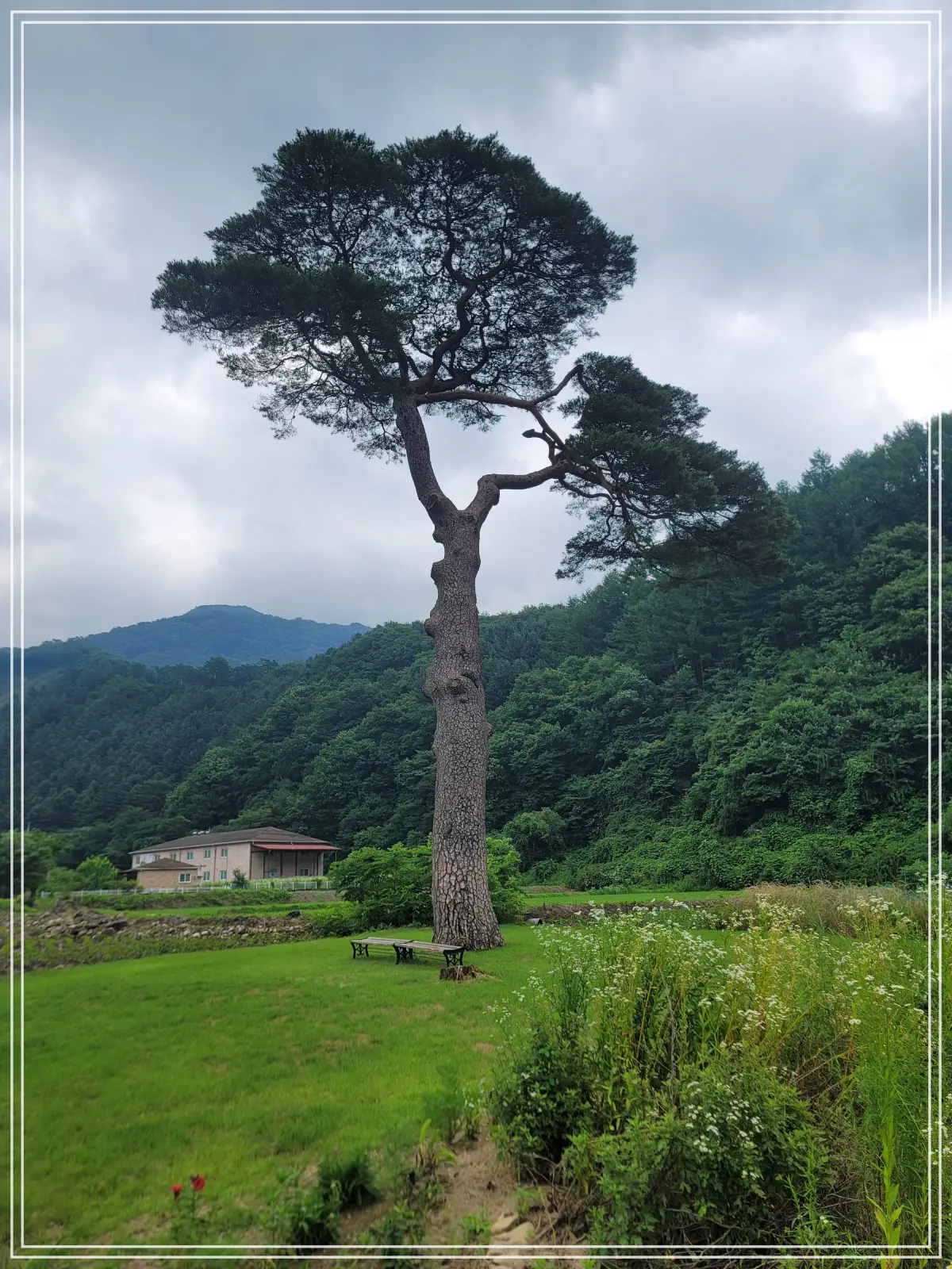 가평-북면-도로-옆-고목