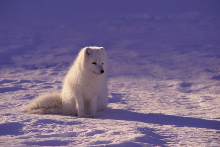 동물 지능과 특징