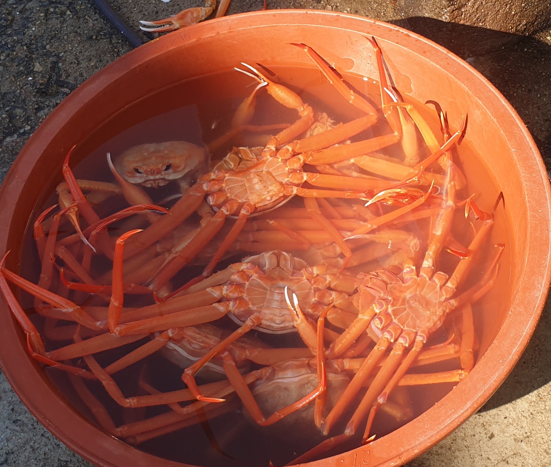 염분빼고 있는 홍게