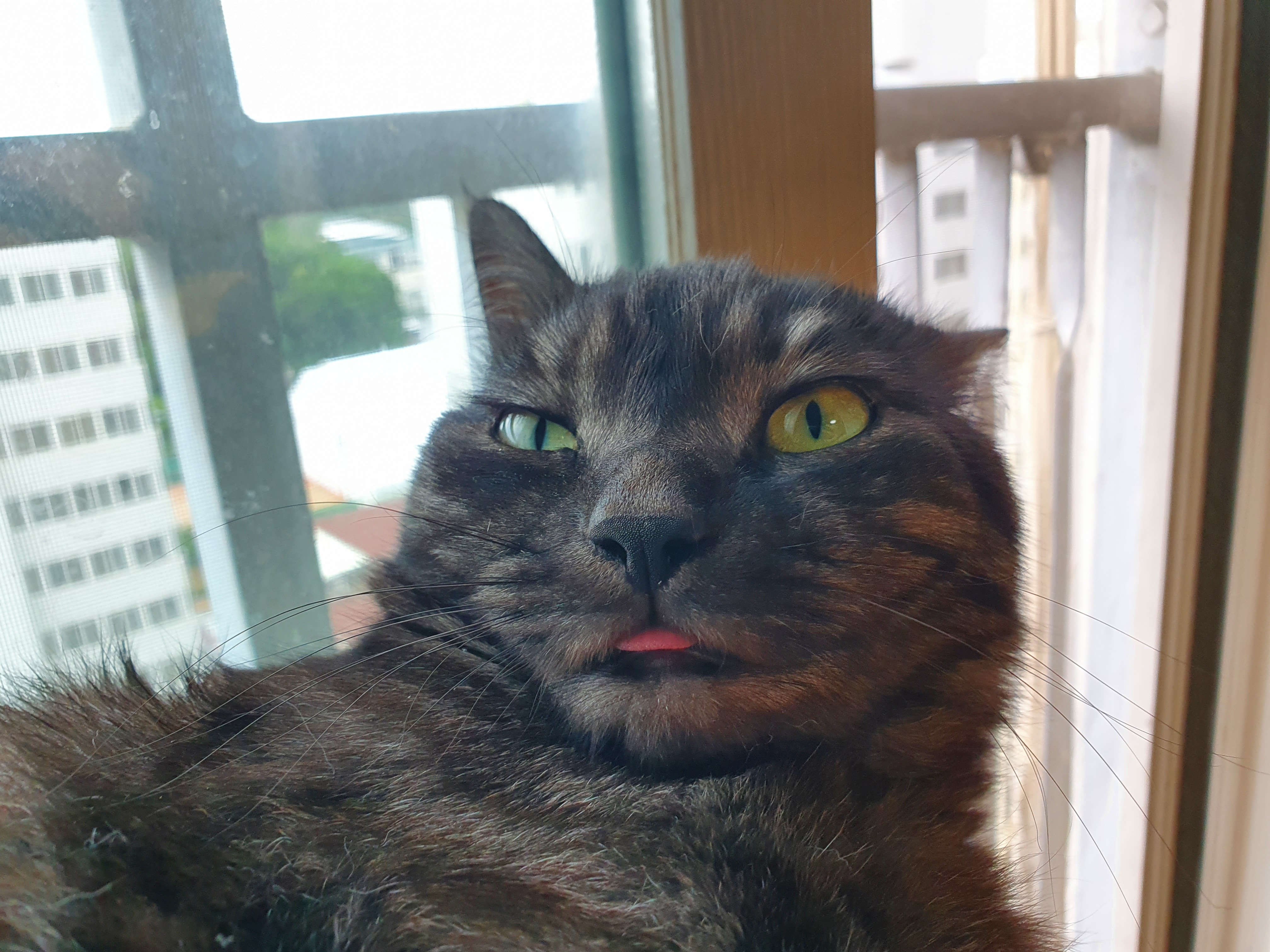 깨어난 고양이 얼굴