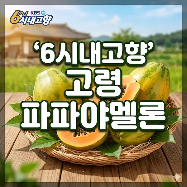 6시내고향 고령 파파야멜론