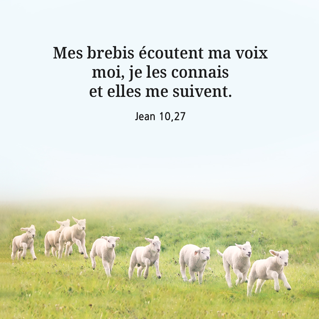 Mes brebis &eacute;coutent ma voix ; moi, je les connais, et elles me suivent. (Jean 10,27)