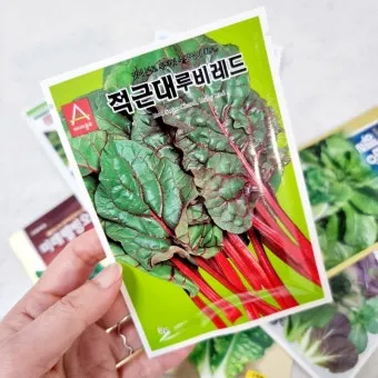 적근대 재배 씨 뿌림 솎음 수확 색 유지_29