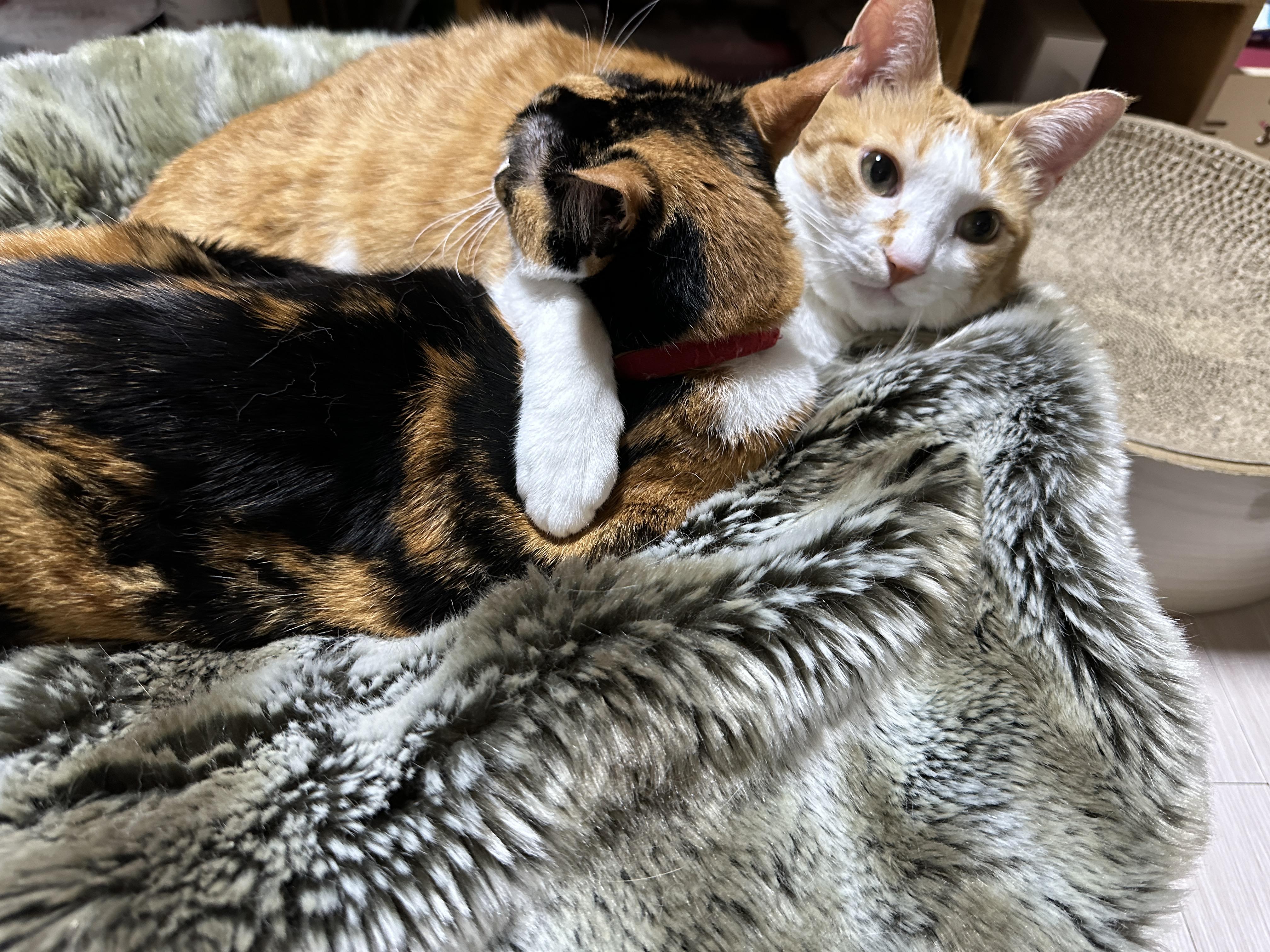 방석_위에서_다다를_끌어_안고_있는_치즈냥이_호야