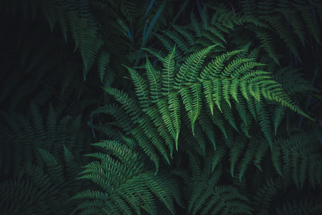 Fern