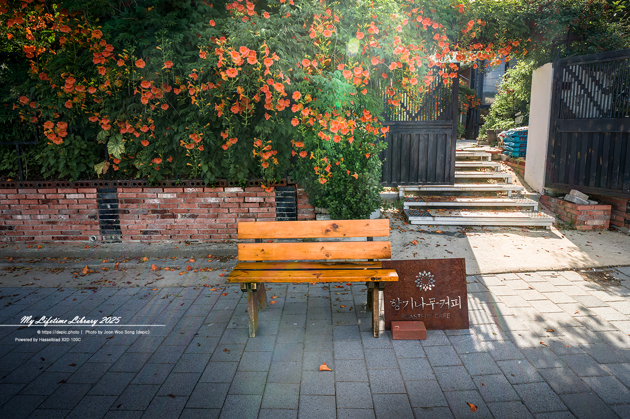 #청주 #카페 #향기나무커피 #능소화 #의자