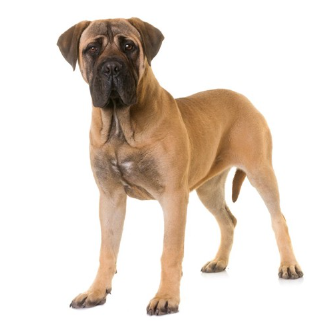 불마스티프가 서 있는 모습.