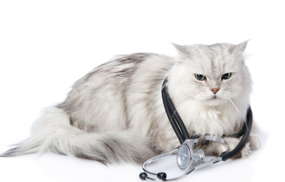 청진기를 든 고양이.