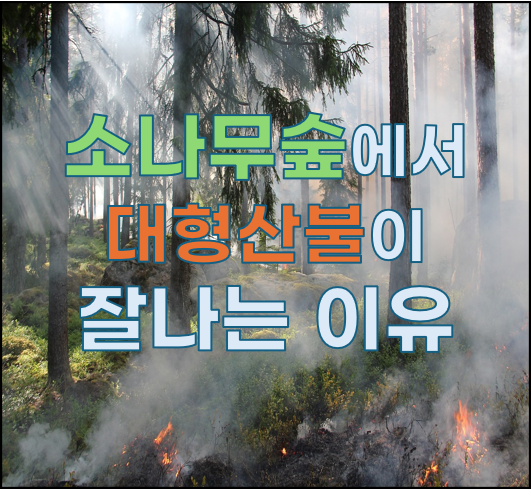 소나무 숲에서 대형 산불 가능성이 높은 이유